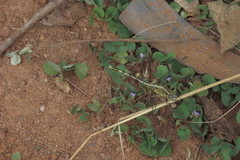 Diplacodes trivialis