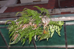 Davallia griffithiana