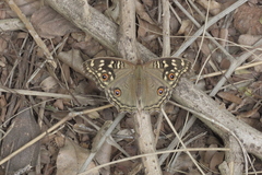 Junonia lemonias