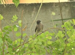 Prodotiscus regulus