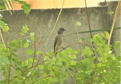 Prodotiscus regulus