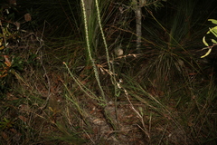 Epacris pulchella