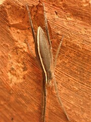 Miturgidae