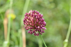 Allium rotundum