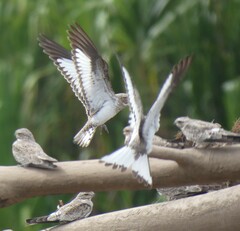 Chordeiles rupestris