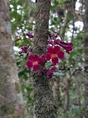 Colea