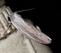 Prionopterina grammatistis