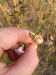 Agalinis communis