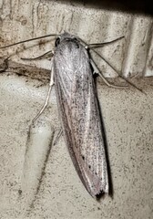 Prionopterina grammatistis