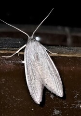 Prionopterina grammatistis