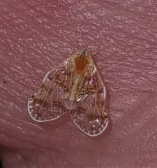 Saccharodite chrysonoe