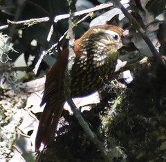 Margarornis squamiger