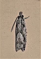 Holocola thalassinana