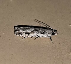 Holocola thalassinana