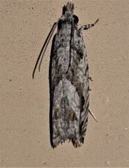 Holocola thalassinana