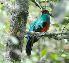 Pharomachrus auriceps