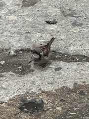 Passer domesticus