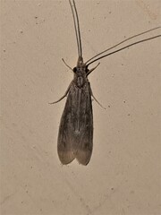 Triplectidinae