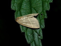 Trisateles emortualis