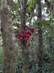 Colea