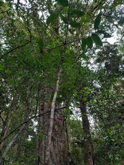 Colea
