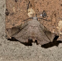 Esthlodora versicolor