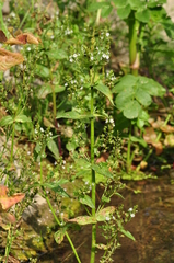 Veronica anagallis-aquatica