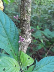 Colea