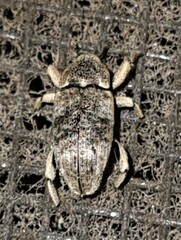 Mitrastethus australiae