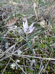Colchicum hungaricum