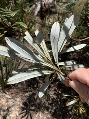 Banksia integrifolia