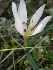 Colchicum hungaricum