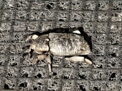 Mitrastethus australiae