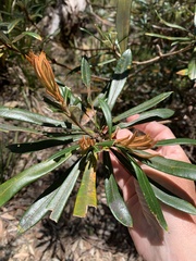 Banksia integrifolia