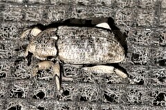 Mitrastethus australiae