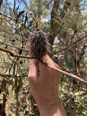 Banksia integrifolia