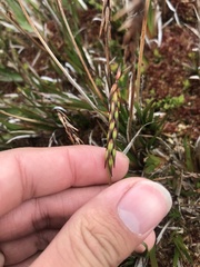Tetroncium magellanicum