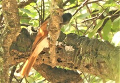 Terpsiphone viridis granti