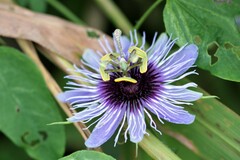 Passiflora amethystina