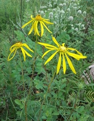 Phoebanthus tenuifolius