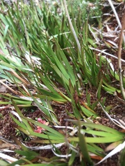Tetroncium magellanicum