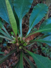 Euphorbia leuconeura image