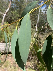 Eucalyptus pauciflora pauciflora