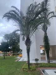Dypsis decaryi
