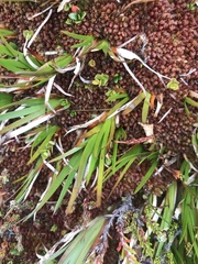 Tetroncium magellanicum