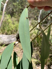 Eucalyptus pauciflora pauciflora