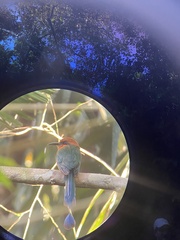 Electron platyrhynchum