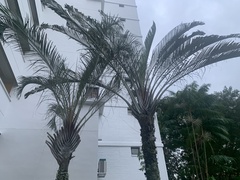 Dypsis decaryi