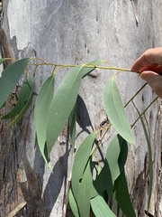Eucalyptus pauciflora pauciflora