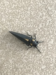 Huechys fusca